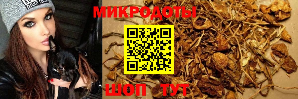 Псилоцибиновые грибы Psilocybine cubensis Кизилюрт